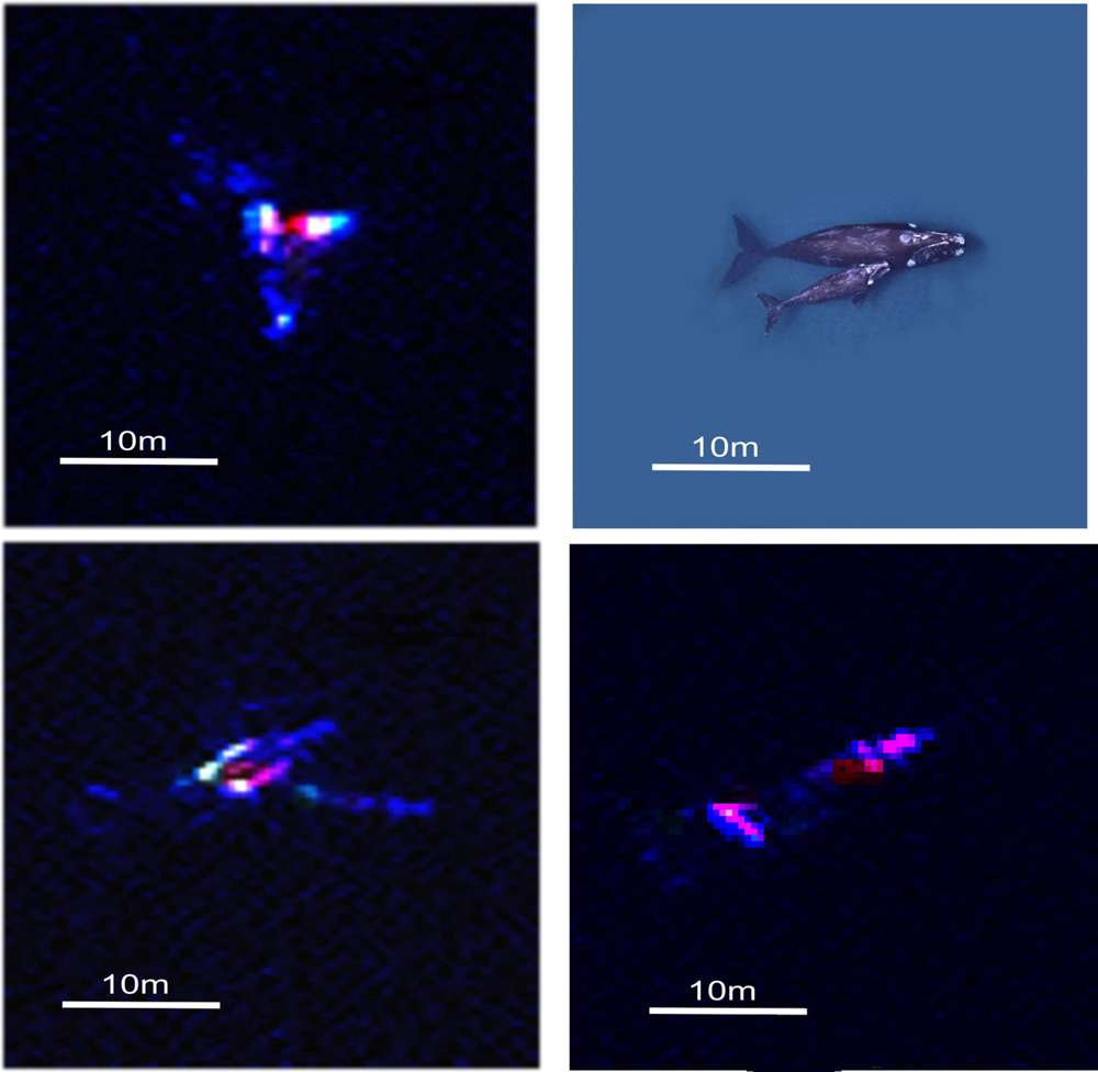 High-Res Satellites Help Track Whale Populations